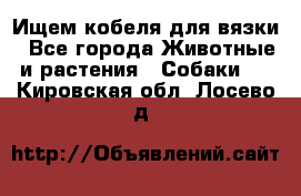 Ищем кобеля для вязки - Все города Животные и растения » Собаки   . Кировская обл.,Лосево д.